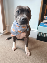 Load image into Gallery viewer, Mr Foxy Over the Collar Bandana
